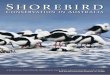 shoRebiRd - birdlife.org.au · and development and disturbance on ocean beaches. In this conservation statement we provide an introduction to Australia’s shorebirds and their lifestyles,