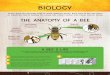 THE HONEY FILES: biology · Honey bees are specially built to make delicious honey. Each part of the bee plays an important role in helping the honey bee collect nectar and create