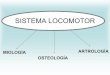 Sistema Locomotor - portal.ucv.veportal.ucv.ve/fileadmin/user_upload/facultad_agronomia/Sistema_Locomotor.pdf · hueso inmaduro y la unión del esfenoide y el occipital en la base