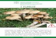 Dipartimento di Sanità Pubblica I FUNGHI in stampa.pdf · funghi piccoli o spezzettati per facilitare una rapida e completa congelazione. Si consiglia di consumarli entro due/tre