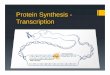 Protein Synthesis - Transcription · Protein Synthesis - Transcription. DNA codes for Proteins Enzymes do the nitty-gritty jobs of every living cell. The importance of DNA is that