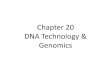 Chapter 20 DNA Technology & Genomics - biolympiads.com · How Used •DNA is denatured and cut to produce single stranded pieces. •Piece of compliment DNA is added as a “probe”