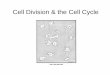 Cell Division & the Cell CycleCell Division & the Cell Cycle inbios21/PDF/Fall2007/Cassimeris_92107.pdf · PDF fileCell Division & the Cell CycleCell Division & the Cell Cycle. 1101