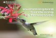 Hummingbird Gardening In Tennessee · 6 Another way to attract hummingbirds is to use a homemade fruit fly feeder. Stock a wide-mouthed plastic jug — opening to the side — with