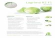 Lagrima RZ F1 - rijkzwaan.de20RZ.pdf · White Cabbage Lagrima RZ F1 (30-277) Product information Foc: 1 • flexible white cabbage for mid-late and late season, including medium-term