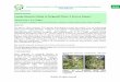 Comprehensive Study of Nirgundi Plant: A Survey Reportjipbs.com/VolumeArticles/FullTextPDF/80_JIPBSV2I205.pdf · Ravichandran S, Velmurugan D. Active compound from the leaves of Vitex