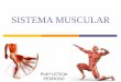 SISTEMA MUSCULAR - irp-cdn.multiscreensite.com 02 muscular.pdf · SISTEMA MUSCULAR São estruturas individualizadas que cruzam uma ou mais articulações e pela sua contração são