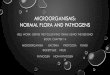 MICROORGANISMS: NORMAL FLORA AND PATHOGENS · normal flora and pathogens •if our “good” microorganisms move to a different part of our body other than where they normally reside,