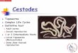 Cestodes - Life Cycle Definitive Hosts Dogs, fox, coyote, wolf (small intestine) Gravid proglottids