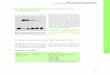 6. Direct Detection of a DIG-labeled DNA · Direct Detection of a DIG-labeled DNA Overview of Assay 174 Other Nonradioactive Assays 4 Also Required 6.1 Overview of Assay Direct immunodetection