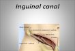 Inguinal canal - doctor2016.jumedicine.com · - Incomplete descent of testis although traveling down normal pathway - It may be found in 1- Abdominal cavity 2- In inguinal canal 