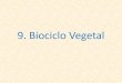 9. Biociclo Vegetal - ufjf.br · Alporquia: Mergulhia: TABELA 24.1 Comprimento do período juvenil em algumas espécies lenhosas Espécie Rosa (Rosa [híbrido chá]) Uva (Vitis spp.)