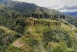 Ifugao, Philippines Banaue Rice Terraces 11/12/14 Filipino ... · Kasaysayan Ang Banaue Rice Terraces ay matatagpuan sa probinsya ng Ifugao. Ang mga katutubo sa Ifugao ay ang nag-aalaga