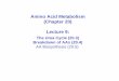 Amino Acid Metabolism (Chapter 20) Lecture 9libvolume1.xyz/biochemistry/bsc/semester3/macromolecules/quickreviewof... · Amino Acid Metabolism (Chapter 20) Lecture 9: The Urea Cycle