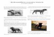 Av Kristina Vakkala - Svenska Bullmastiffklubben · rades sammanlagt 9 bullmastiffer, vilka torde ha varit sporadiska importer. Under 70-talet registrerades sammanlagt 72 hundar,