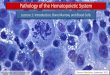 Pathology of the Hematopoietic Systempeople.upei.ca/smartinson/Hemat-L1-16_Shannon.pdf · Pathology of the Bone Marrow and Blood Cells End result depends on the type of cell damaged