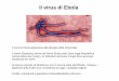 Il virus di Ebola - Portale di Ateneo - Unibs.it...Il virus di Ebola appartiene alla famiglia delle Filoviridae. Il nome Ebolavirus deriva dal fiume Ebola nello Zaire (oggi Repubblica