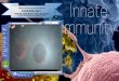 Overview respon imun Innate immunity · 2019-01-20 · Sel epitel, makrofag, dan tipe sel lainnya Kulit Bakteri dan fungi Merusak membran Defensin Sel epitel, makrofag, neutrofil
