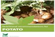 Nutritional recommendations for · and tuberosum, the potato now cultivated around the world, which is believed to descend from a small introduction to Europe of andigena potatoes