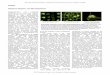 Ubiquitous Ubiquitin: The K63 Ubiquitinome · IN BRIEF Ubiquitous Ubiquitin: The K63 Ubiquitinome Polyubiquitination, the sequential attachment of the small 8kDa globular protein
