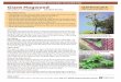 BÁO ĐỘNG CỎ DẠI ĐỘC HẠI QUẬN KING Giant Hogweed Cỏ dại … · 2020-01-07 · Chương trình Kiểm soát Cỏ dại Độc hại của Quận King đang tích