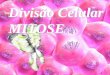 Divisão Celular MITOSE · 2018-02-21 · Divisão celular equacional que ocorre nas células somáticas dos animais, vegetais, alguns protistas e fungos. Na mitose, uma célula-mãe