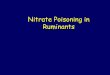 Nitrate Poisoning in Ruminants - USDA ARS · 2010-02-18 · nitrate, because the stem and leaves normally convert (i.e., reduce) nitrate to protein (ammonia then amino N) about as