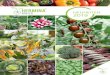 PD18-2491 Umschlag Hermina Maier...das Ihnen auf Fragen rund um Gemüsesorten und deren optimalen Einsatz im gewerblichen Anbau schnelle und adäquate Antworten liefert. Für die Saison