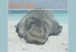 Foundation Monk Seal - Jade Harrison Eportfolio...PROPOSAL PLAN We want to help raise awareness of this endangered animal using media and other channels in hopes of getting people