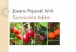 Jovana Popović IV/4 Popovic.pdf · Biljke koje su same nikle u prirodi zovu se samonikle biljke. Mogu biti jestive i otrovne. Neke od njih su i lekovite. Jestive samonikle biljke