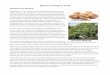 Walnut Farming for Profit - Home - Grimo Nut Nursery...Walnut Farming for Profit Planning Your Orchard Regardless if you are looking for land to plant Persian walnut trees, Juglans