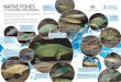 Native Fishes of the Murray-Darling Basin · NATIVE FISHES There are 46 species of native fish in the Murray–Darling Basin, ranging from tiny gudgeons and pygmy perch to the Murray