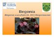 Begonia - Aquatic plantBiology • Native to India and tropical regions • Thousands of cultivars developed • Wax begonia, one of four original species and may be the most popular