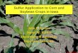 Sulfur Application to Corn and Soybean Crops in IowaIowa State University Sulfur Application to Corn and Soybean Crops in Iowa John E. Sawyer Daniel W. Barker Department of Agronomy