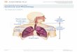 THE RESPIRATORY SYSTEM: Anatomy and Physiology THE RESPIRATORY SYSTEM: Anatomy and Physiology The Respiratory