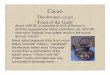Cacao - University of Hawaii Cacao Theobroma cacao ¢â‚¬“Food of the Gods¢â‚¬â€Œ Maya called prepared drink
