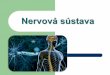 Nervová sústavafiles.gvarza-bioseptima.webnode.sk/200000064-cf5f7d1534... · 2016-01-11 · Nervová regulácia Funkcia-informácie o zmenách vonkajšieho a vnútorného prostredia: