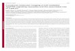 Functional molecular imaging of ILK-mediated Akt/PKB ... · Mariko Kimura1,2,*, Takashi Murakami2,*, Shinae Kizaka-Kondoh3, Masayuki Itoh4, Keiji Yamamoto1, Yukihiro Hojo 1, Makoto