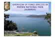 Fungi in Prespa NP (ALBANIA) Albanici/Conference... · conditions for growth in region of Prespa. These species are included in conservation programmes worldwide (European Red List