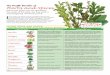 Herbs and Spices - Pollock Communications · The amount of fresh herbs needed is usually 2-4 times more than dried herbs. Use Gourmet Garden herbs as you would fresh herbs. GOURMET