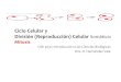 CicloCelulary División(Reproducción) Celular · Mitosis Telofase-Citocinesis •Descondensaciónde cromosomasal llegar a cadapolo. •Reapareceenvolturanuclear y nucleolo, •El