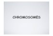 CHROMOSOMES - Neda BogariTHE SEX CHROMOSOMES • In humans both the male and the female have two sex chromosomes -XX in the female and – XY in the male. • The Y chromosome is much