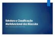 Estrutura e Classificação Morfofuncional dos Músculos · 2016-10-09 · Estrutura e Classificação Morfofuncional dos Músculos PROF. CARLOS EDUARDO CESAR VIEIRA
