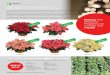 2019 Poinsettias - Mast Young Plants...2019 Poinsettias Marblestar Red Glitter Prestige Red Christmas Wish Pink Whitestar Selecta Snowy White Syngenta Blissful Red® Candy™ Cinnamon