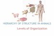 Levels of Organization - Science to a Tee · Levels of Organization. CELLS ! TISSUE ! SYSTEMS ! ORGANISMS Least Complex Most Complex. LEVEL 1!CELLS basic unit of life serve 