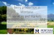 Berry production in Montana: varieties and marketsagresearch.montana.edu/warc/guides/berry_and_small_fruit...Berry production in Montana: varieties and markets Dr. Zach Miller-Assistant