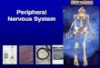 PERIPHERAL NERVOUS SYSTEM - Texas A&M University Peripheral... · PDF file Nervous tissue Distribution: comprise the central nervous system. Individual peripheral nerves are found