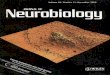 High-Resolution Analysis of Neuronal Growth Conebilbo.bio.purdue.edu/suterlab/Publications/Grzywa et al... · 2011-11-14 · High-Resolution Analysis of Neuronal Growth Cone Morphology