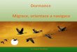 Dormance Migrace Orientace a navigace - Masaryk University · 2014-12-07 · 2. Fyzikální podněty Ptáci, kytovci, lososi, langusty nebo želvy jsou schopni vnímat magnetické