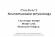 Practical 2 Neuromuscular - Fiziologie 2_NS.pdf · Practical 2Practical 2 Neuromuscular physiology The finger twitchThe finger twitch Motor unit. Muscular fatigueMuscular fatigue